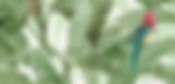 Green Jungle_edited.jpg
