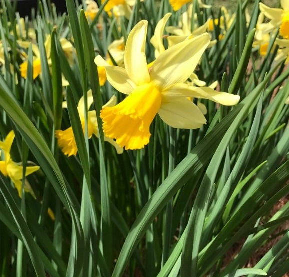 How to Grow and Care for Daffodils 2.0