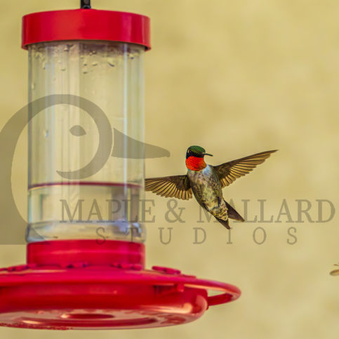 Hummingbird1-watermarked.jpg