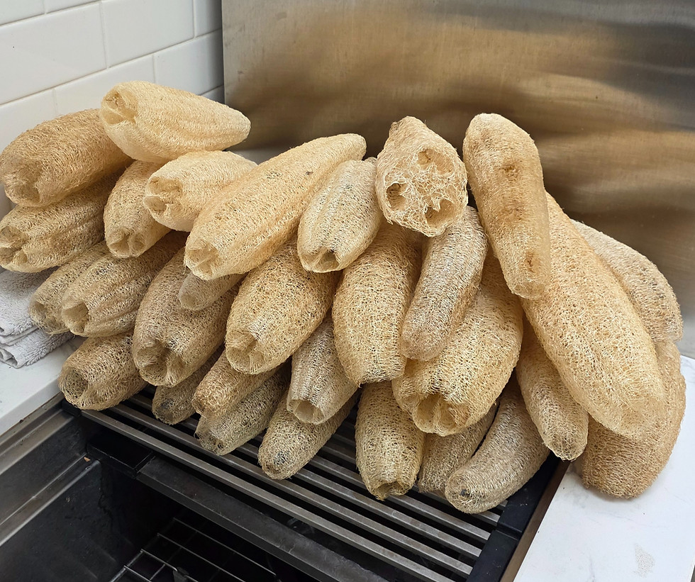Thumbnail: Organic Luffa Seeds