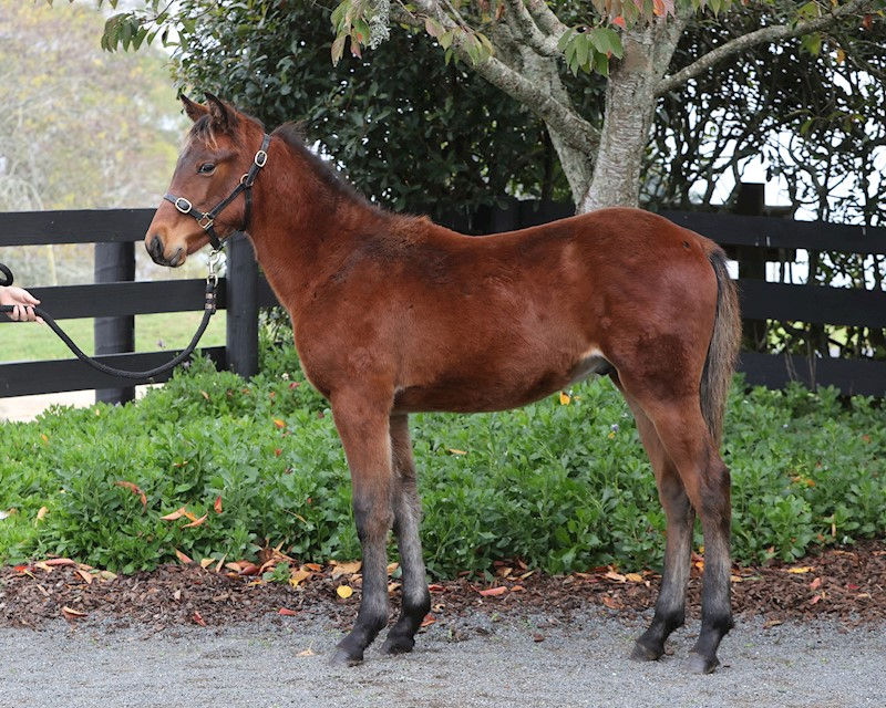 Lot 40 Lazarus x Lilliburlero