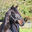 Writer: Wai Eyre Farm