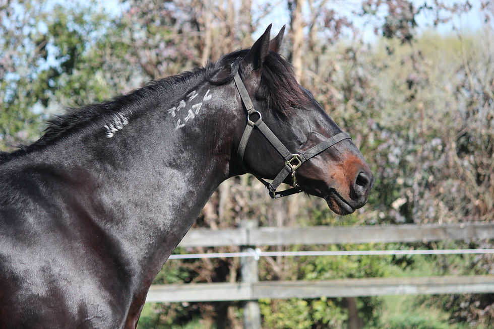 Whoa what a night for Lazarus!