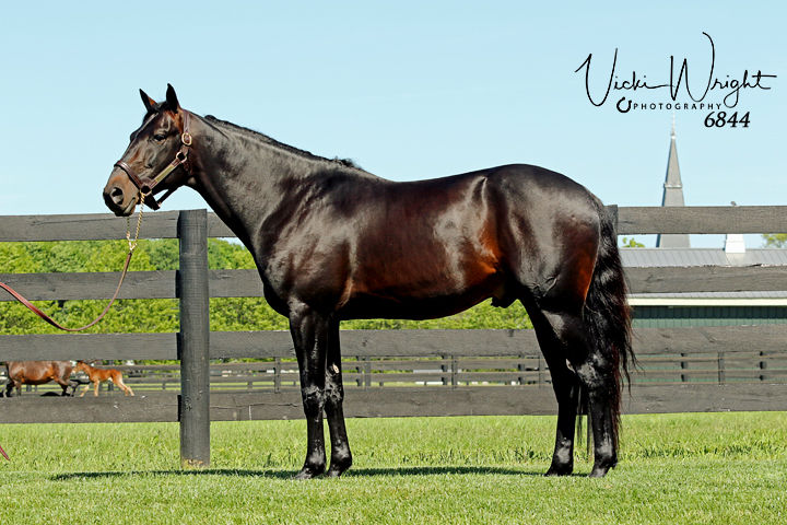 Another 2YO qualifier for Lazarus
