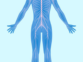 Beyond the Muscle: Why Nerve Mobility Could Be the Key to Relief
