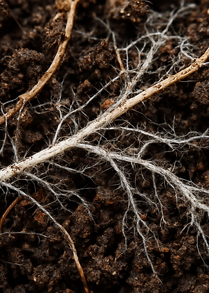 A macro shot of roots or mycorrhizae (visible white fungal threads) in healthy soil TerraS