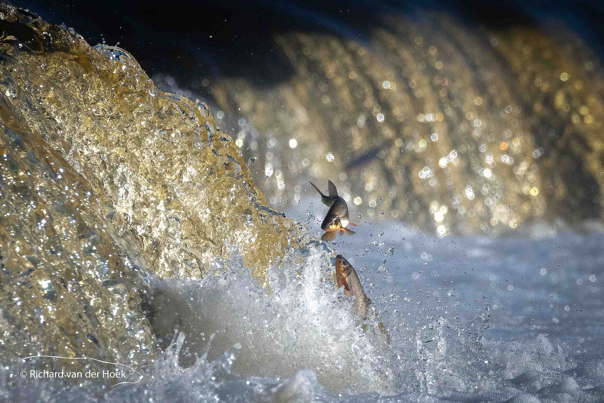 Jumping fish in Latvia