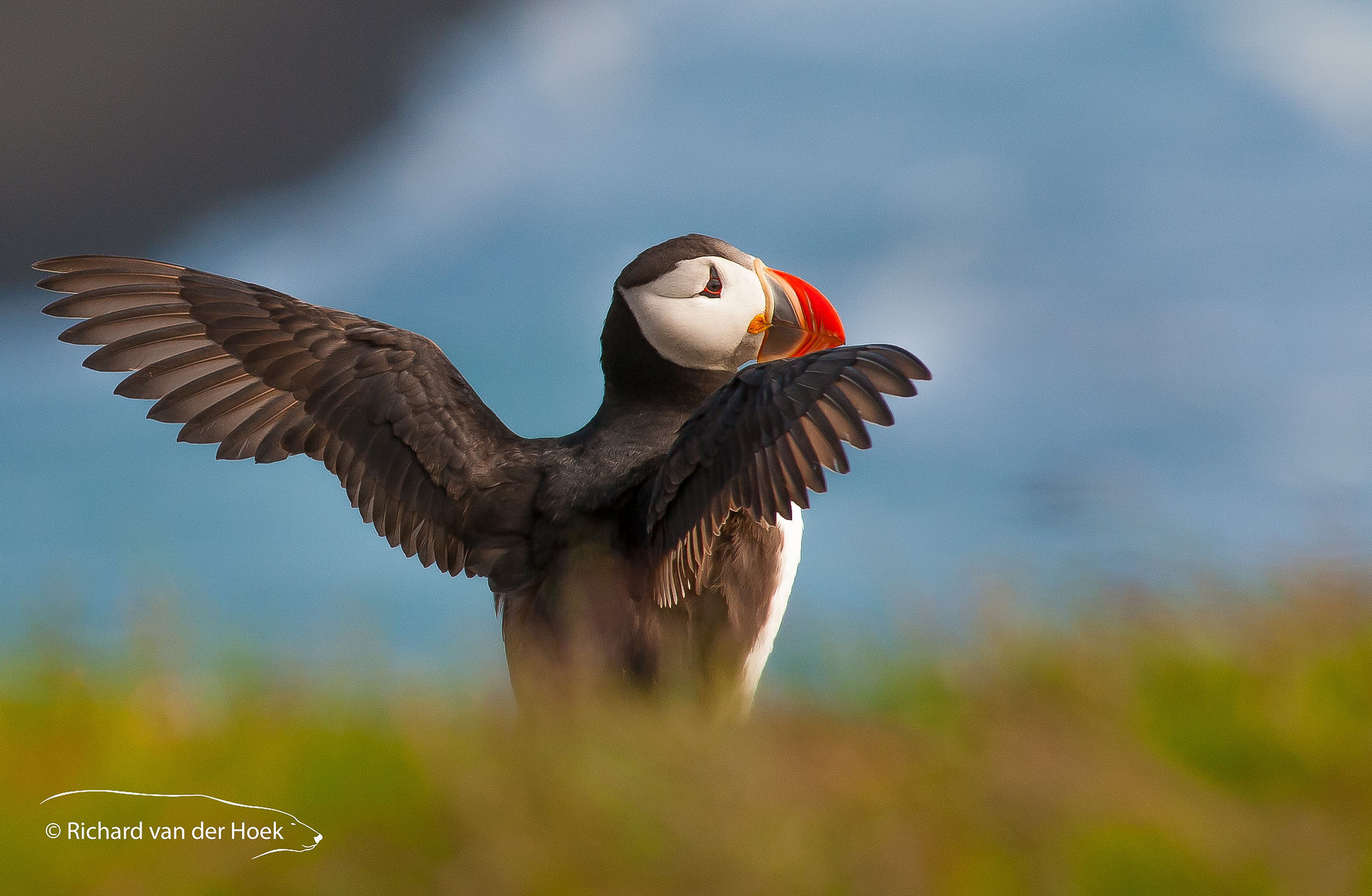 Puffin