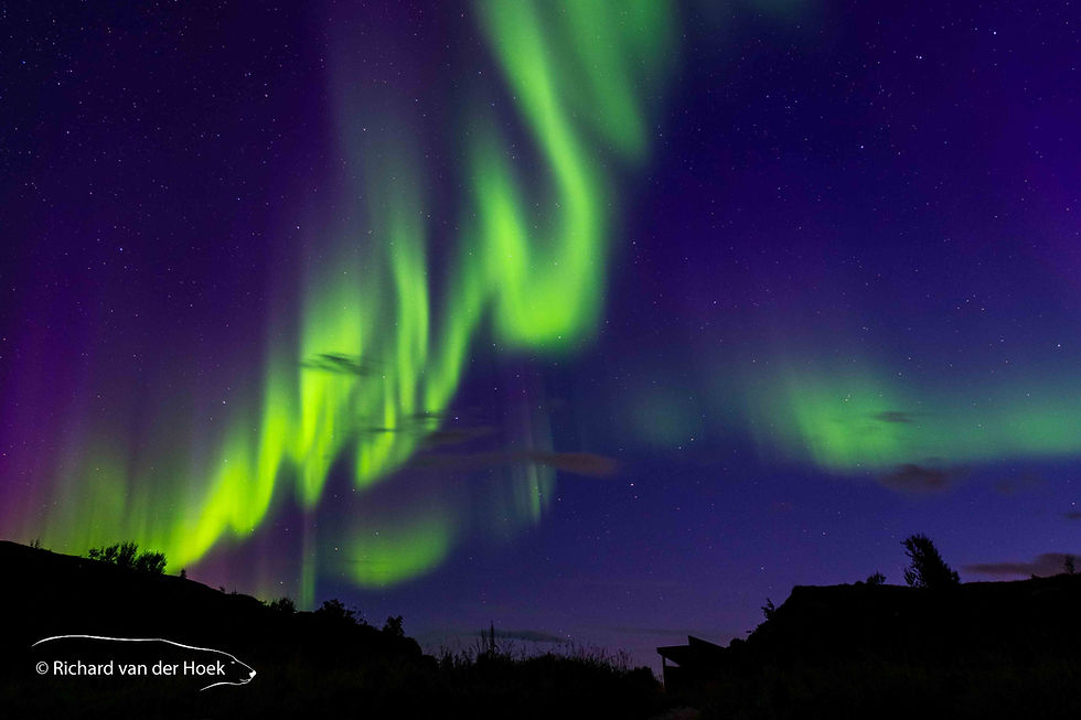 Northern Lights in Lofoten