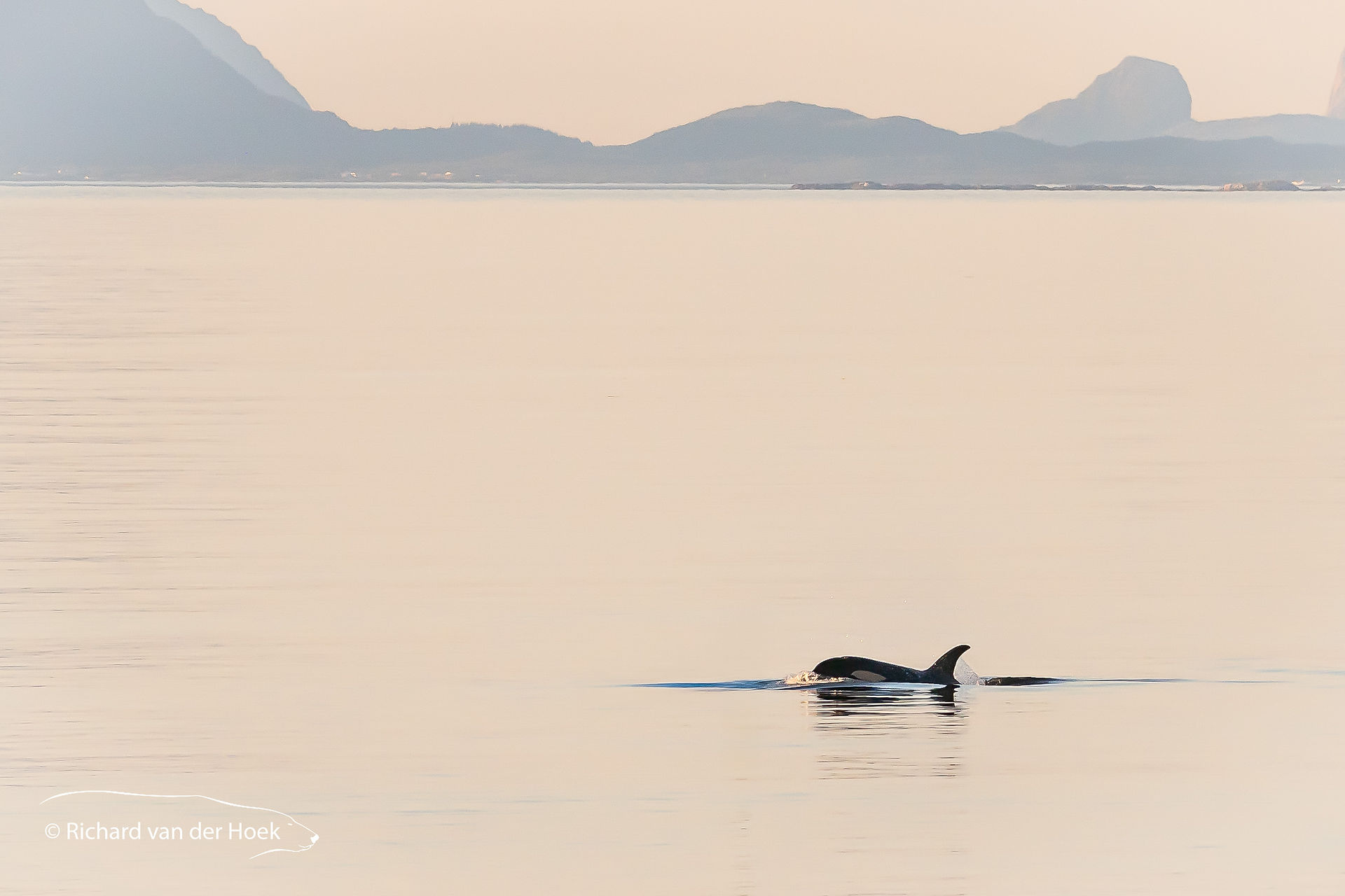 Orca