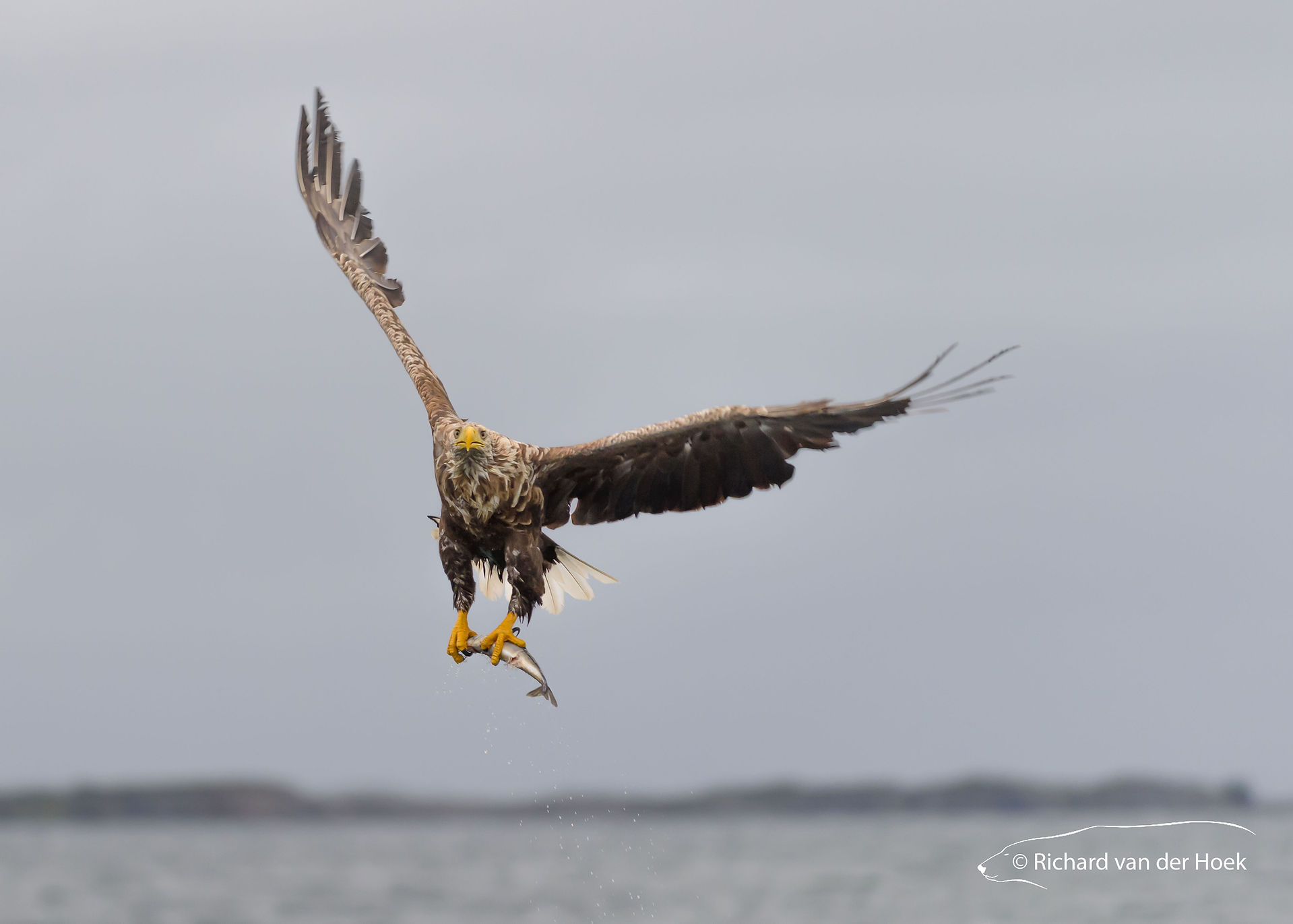 White-tailed eagle, Lofoten