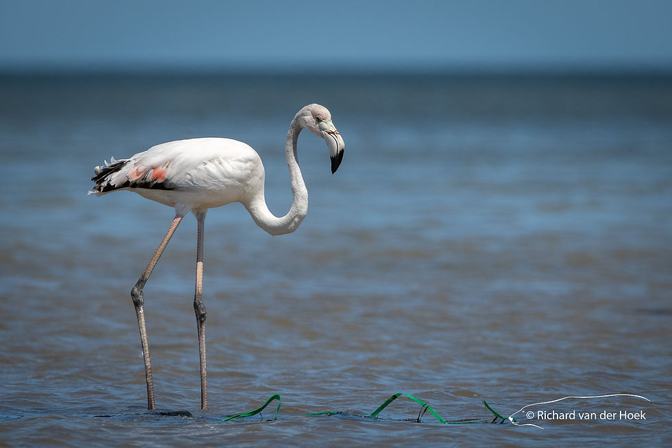 Flamingo, Tunisia