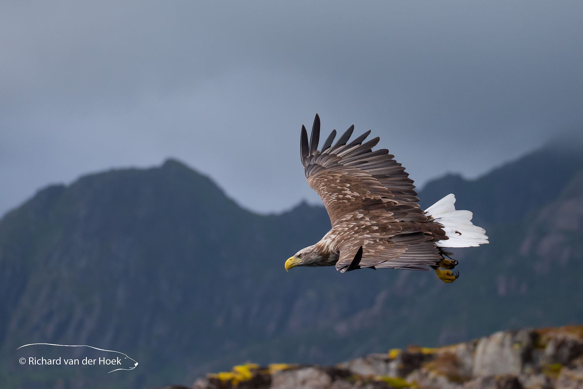 White-tailed eagle