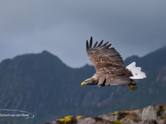 White-tailed eagle