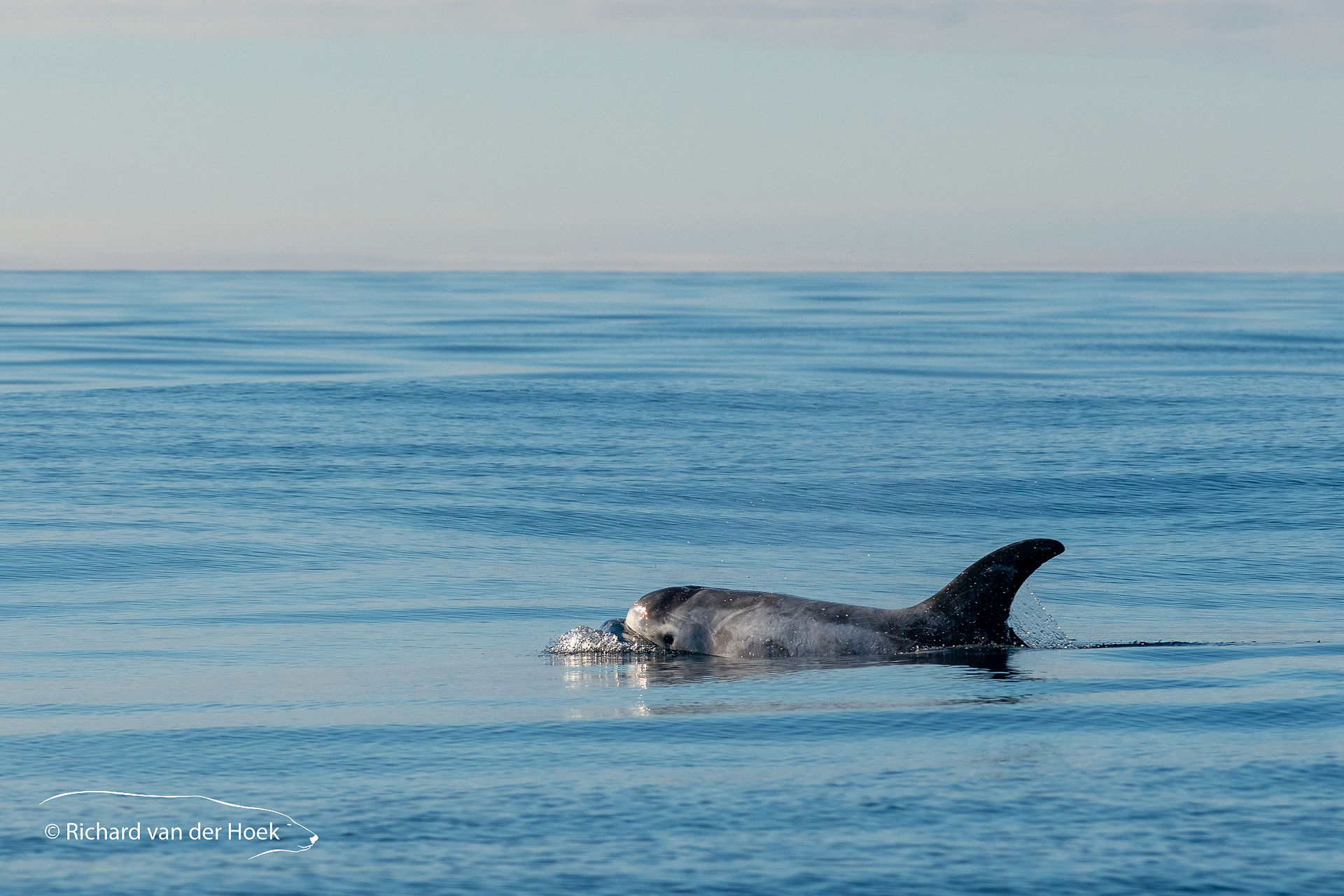 Dolphin