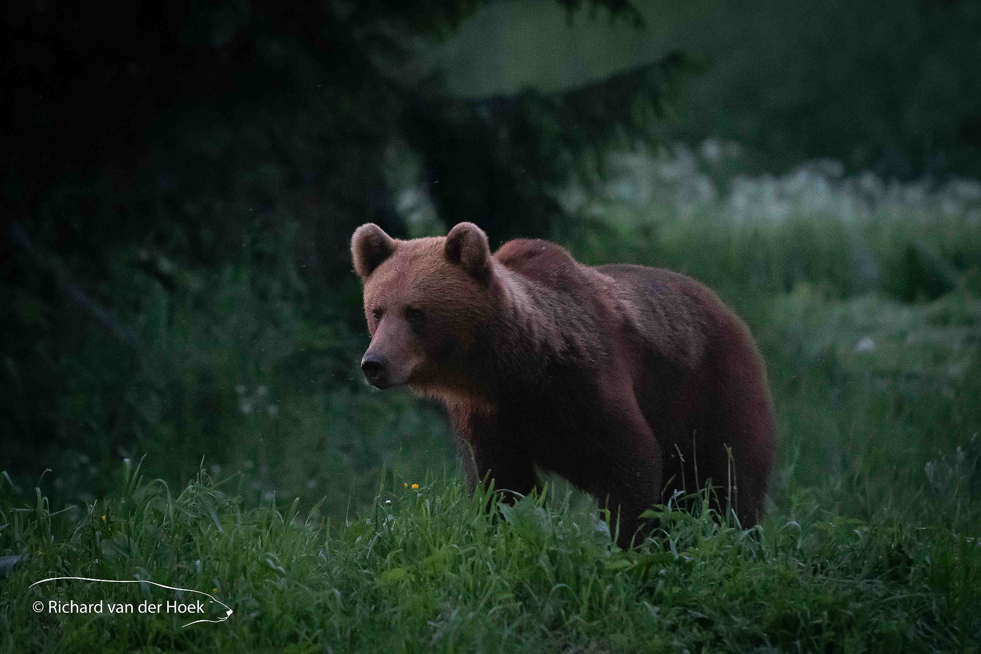 Bruine Beren in Estland