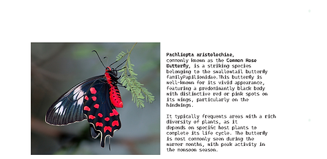 kaleida FINAL_Page_048.png