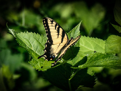 Butterfly Season
