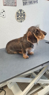 Rauhaardackel nach Friseurbesuch bei Dog Spa&Cut