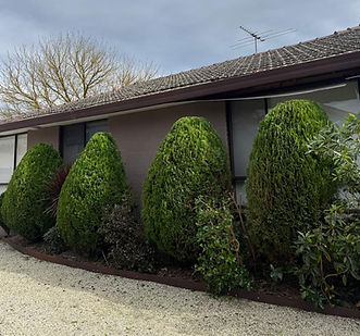 Neatly trimmed headges done by the Red Tail Tree team in Riddles Creek