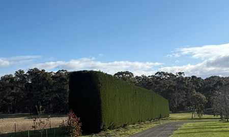 Horizontal view of a neatly trimmed headges done by the Red Tail Tree team in Lancefield