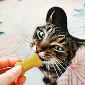 Willis enjoying a treat.jpg