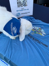 White rabbit wearing a Boys & Girls Club bandana and shirt, BGCCA event.