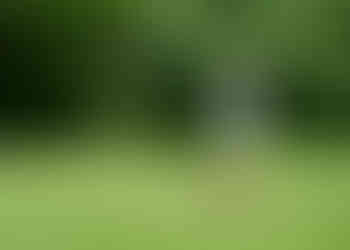 Man swinging golf club on course, ball mid-flight, green grass background