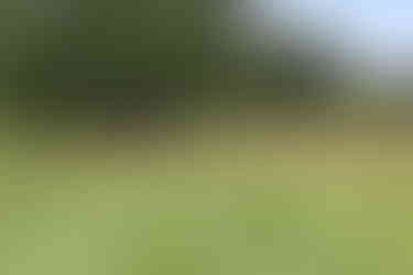 Golfer swinging at the course. Other golfers watch during the 2023 BGCCA Golf Tournament.