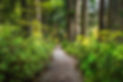 Rocky path in the middle of a lush green forest curving ahead  
