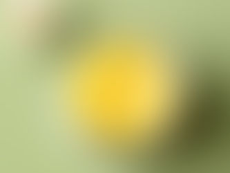 Elevate Your Spirit with Our Infused Lip Balms