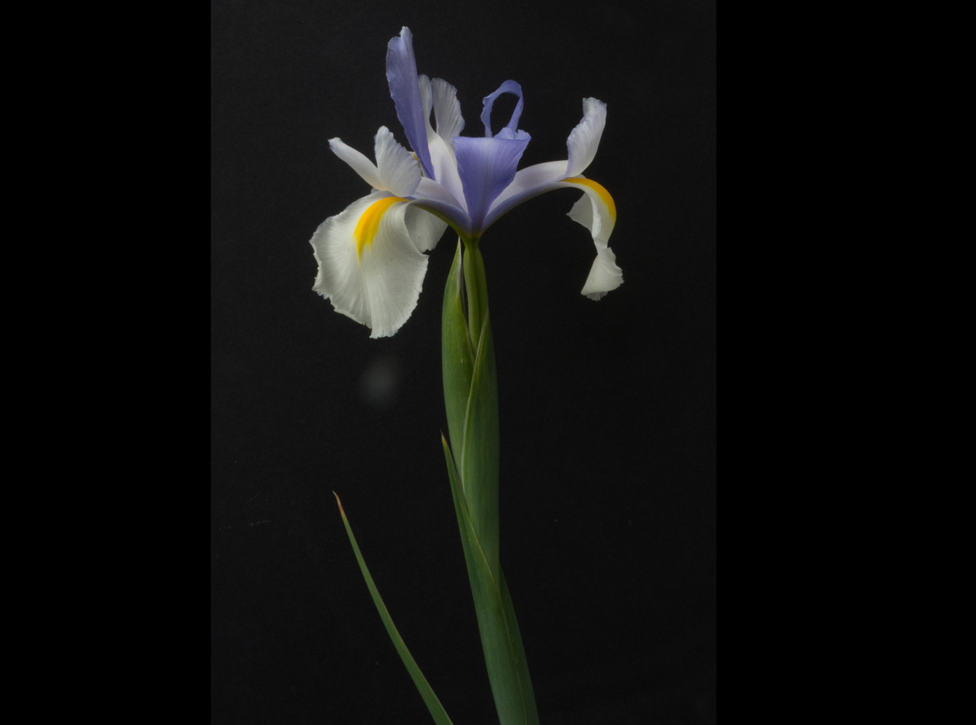 Iris