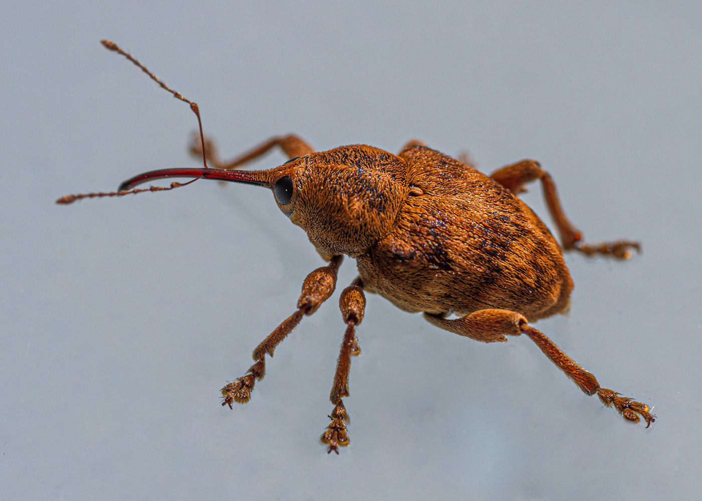 Acorn Weevil
