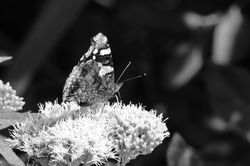 Pure Nectar_Susan Koten