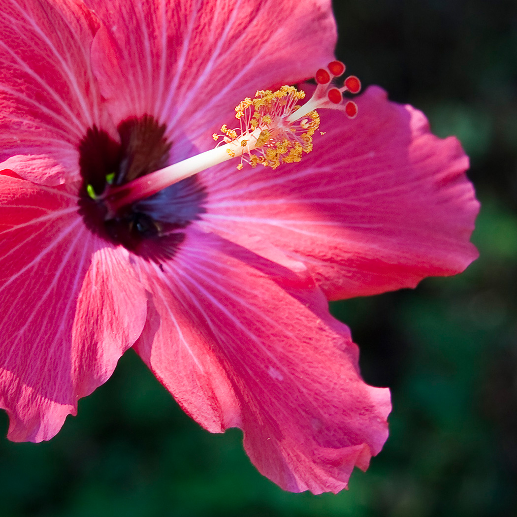 Hibiscus