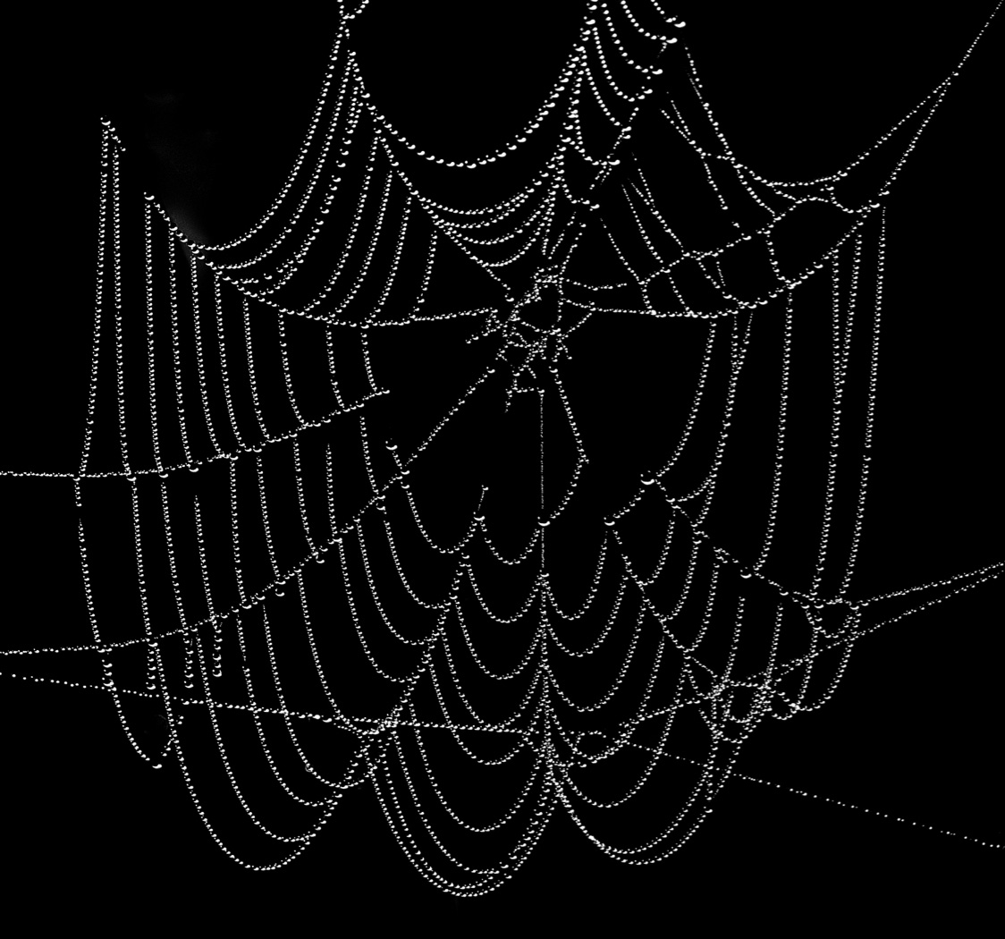 Dewdrop Cobweb