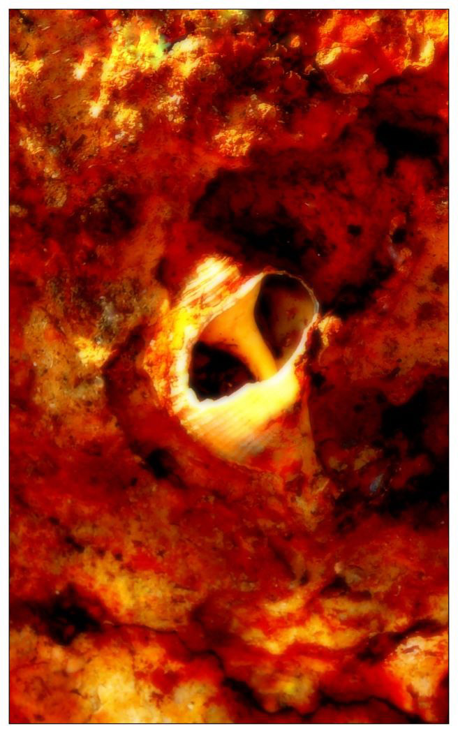 Rusted