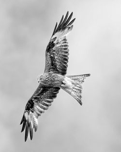 Red Kite