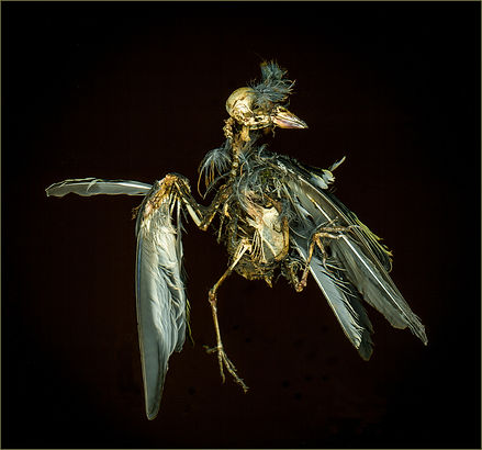 Goldfinch - A Study in Decay_Sue Garrod.