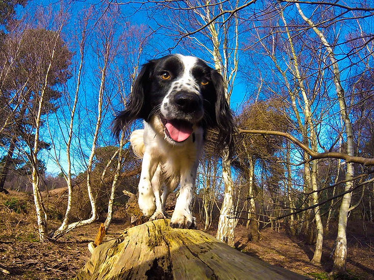 Woman's best friend_Kirsteen Crossan.jpg