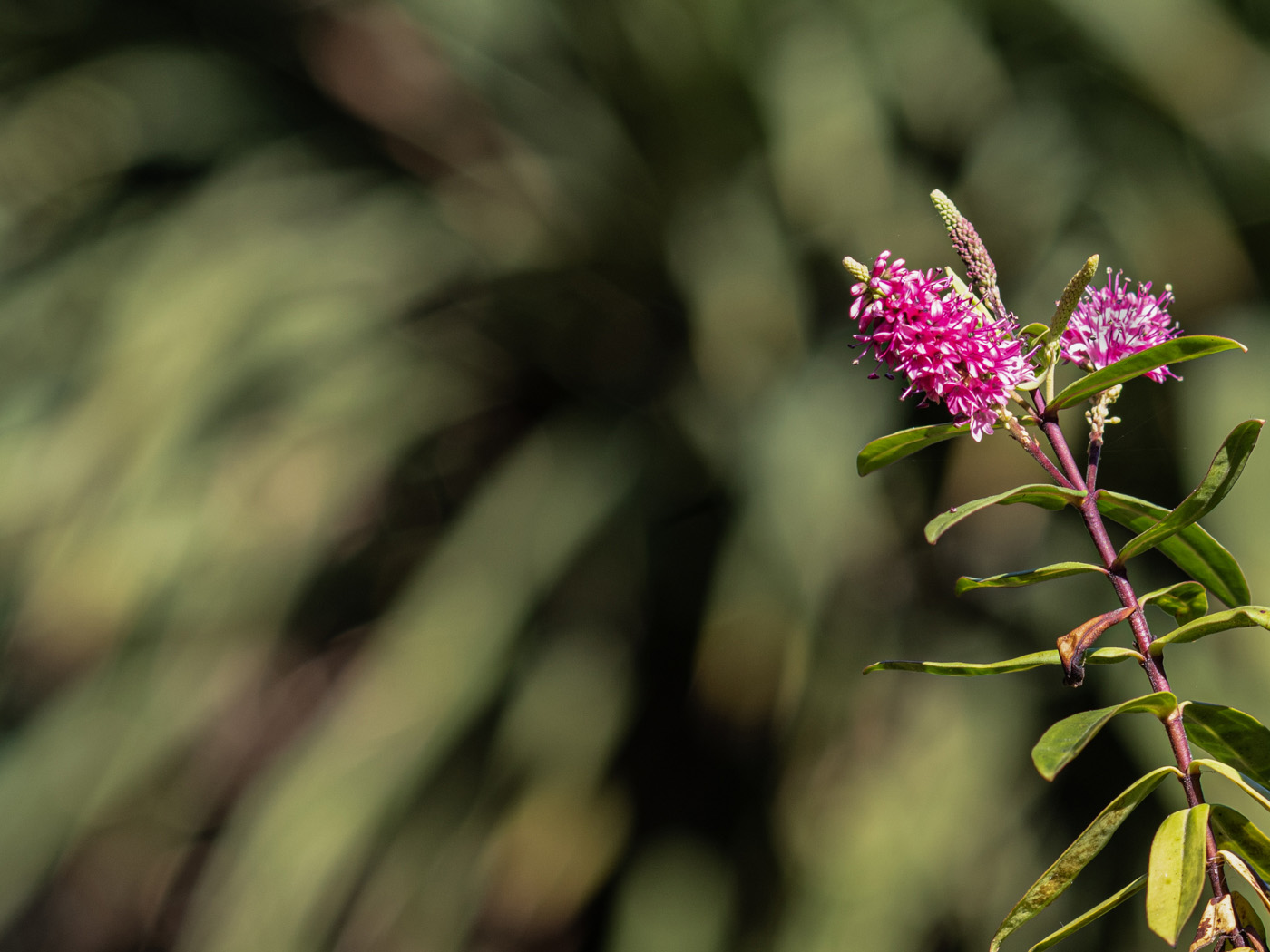 Flower In The Sun