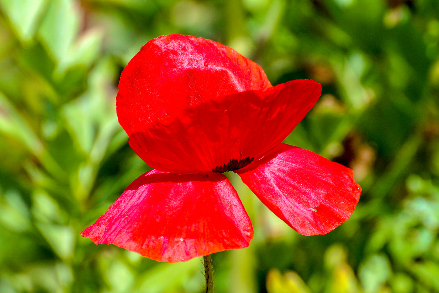 Poppy Love