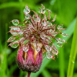 Wood Avens Seedhead after Rain