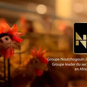 Groupe NJS : pilier de l'aviculture en Afrique centrale 