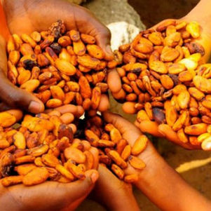 Cameroun : Lancement de la campagne caféière 2018/2019 à Bankim