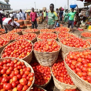 Baisse de la production de tomates au Sénégal