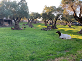 goats.HEIC