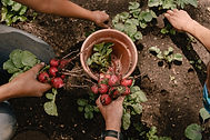many hands collecting radishes in a garden