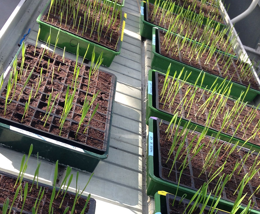 Wheat in glasshouse.jpg