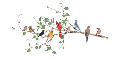 Birds of Malverne illustrated by Raquel Busa Maquina 37